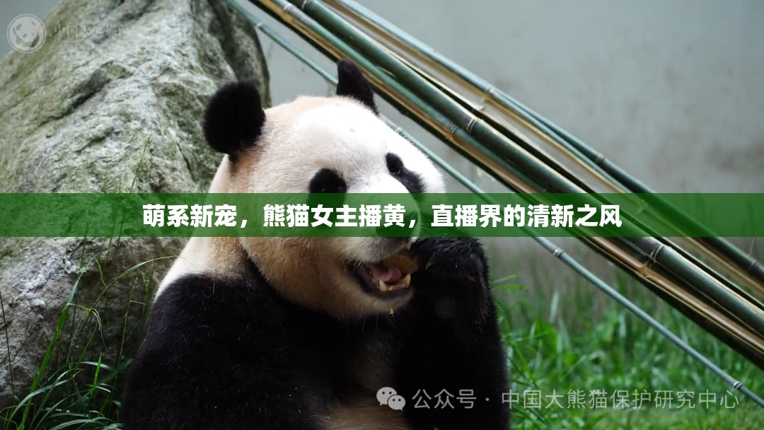 萌系新寵，熊貓女主播黃，直播界的清新之風