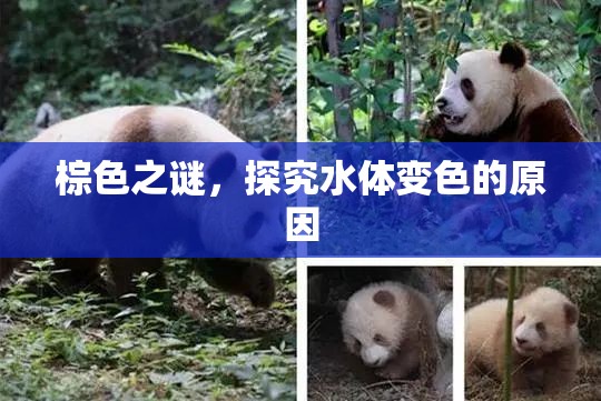 棕色之謎，探究水體變色的原因