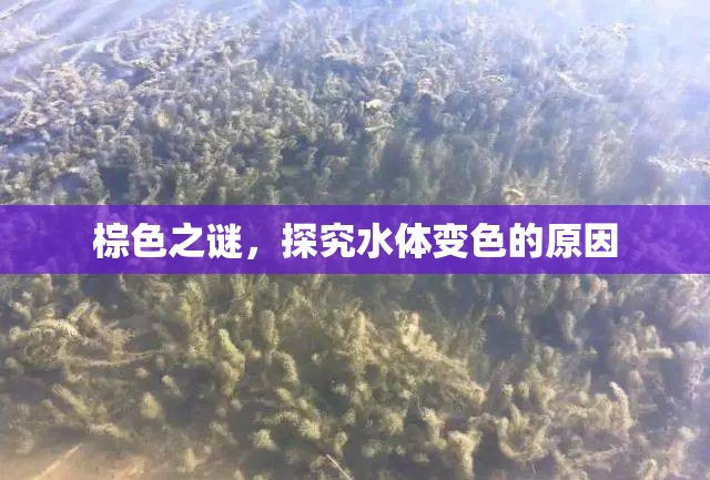 棕色之謎，探究水體變色的原因