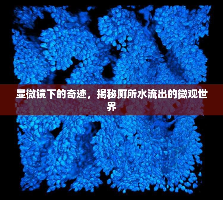顯微鏡下的奇跡，揭秘廁所水流出的微觀世界