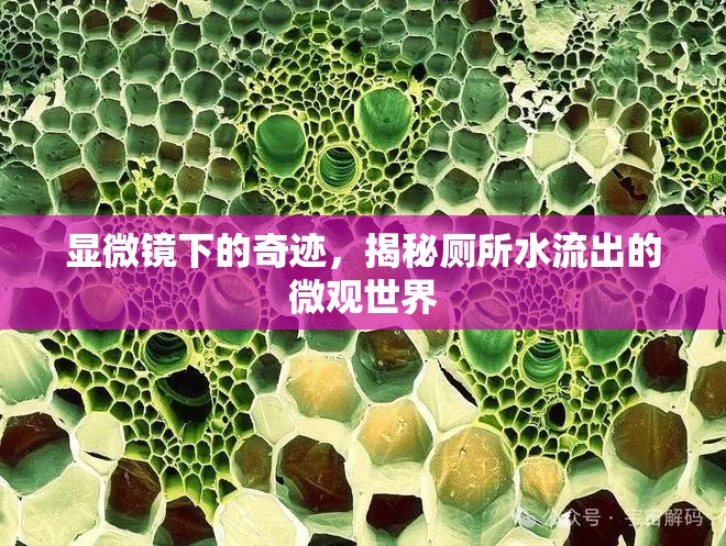 顯微鏡下的奇跡，揭秘廁所水流出的微觀世界