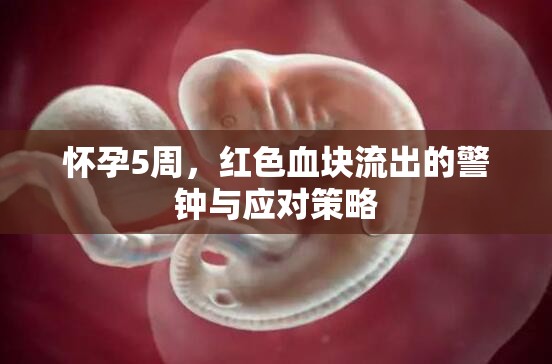 懷孕5周，紅色血塊流出的警鐘與應(yīng)對(duì)策略