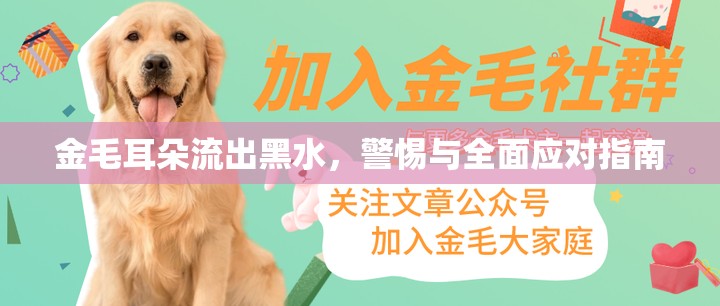 金毛耳朵流出黑水，警惕與全面應對指南