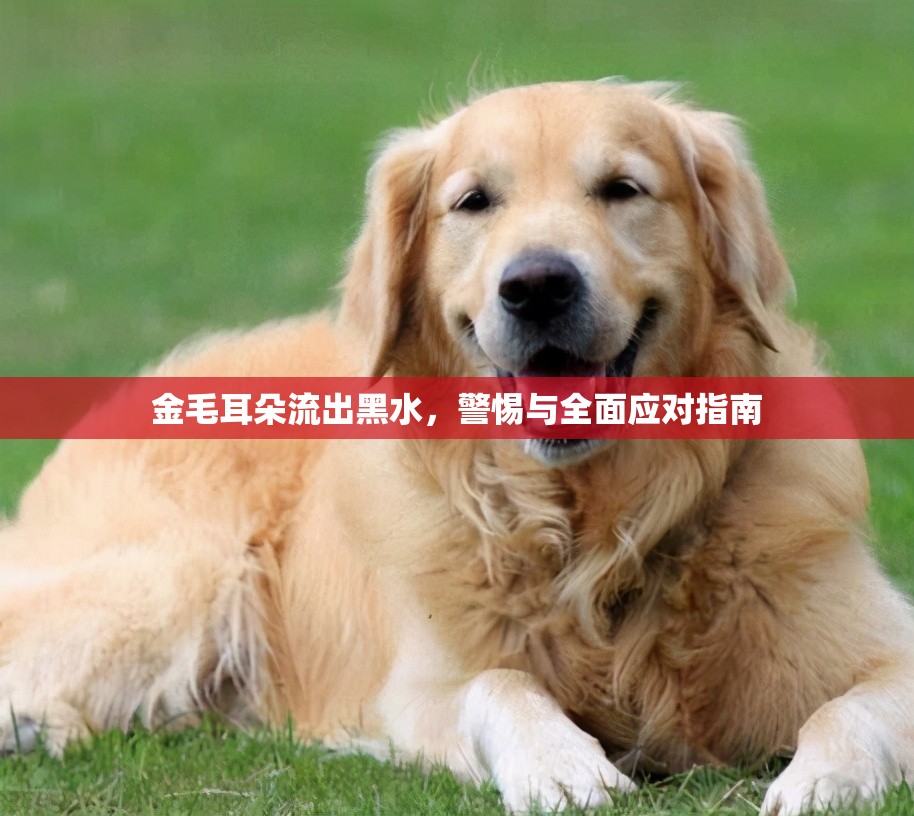 金毛耳朵流出黑水，警惕與全面應對指南