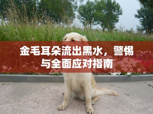 金毛耳朵流出黑水，警惕與全面應對指南