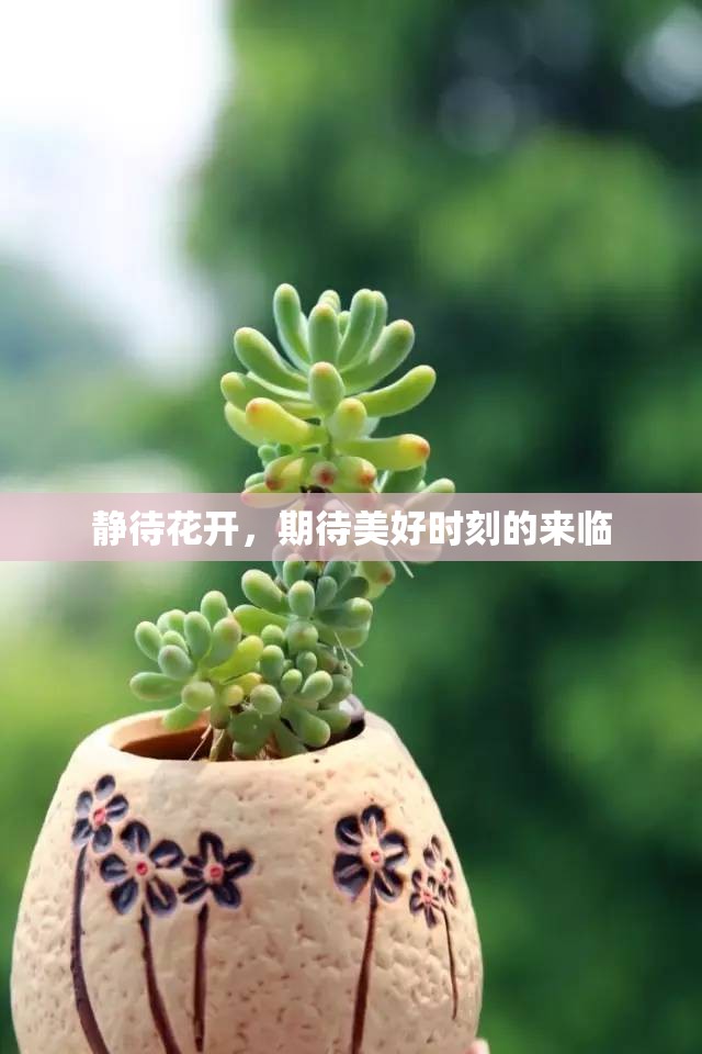 靜待花開(kāi)，期待美好時(shí)刻的來(lái)臨