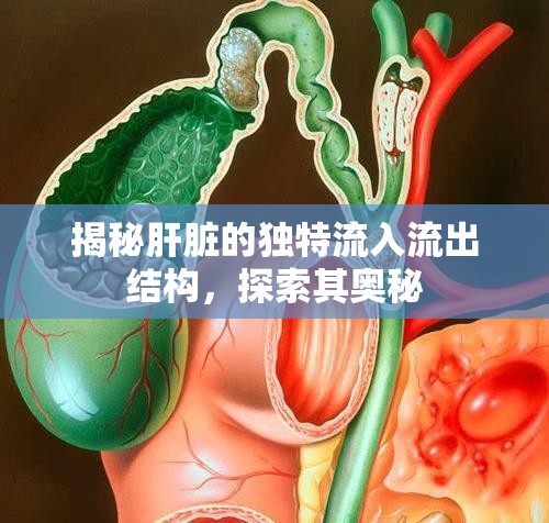 揭秘肝臟的獨(dú)特流入流出結(jié)構(gòu)，探索其奧秘