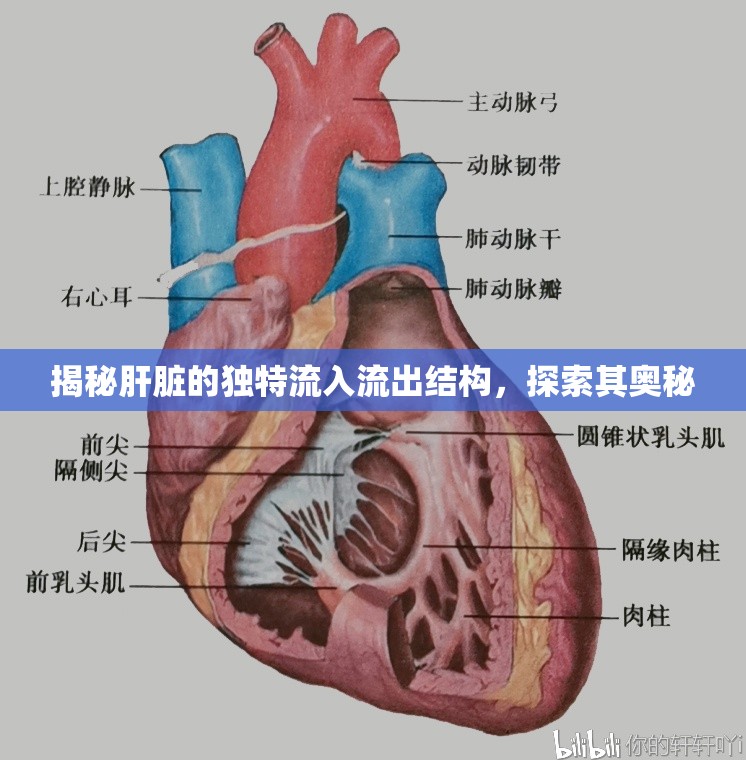 揭秘肝臟的獨(dú)特流入流出結(jié)構(gòu)，探索其奧秘