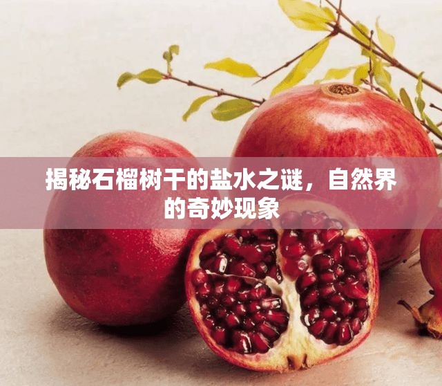揭秘石榴樹(shù)干的鹽水之謎，自然界的奇妙現(xiàn)象