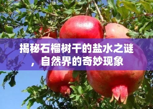 揭秘石榴樹(shù)干的鹽水之謎，自然界的奇妙現(xiàn)象