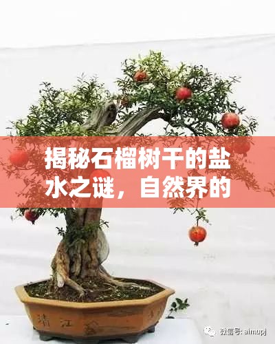 揭秘石榴樹(shù)干的鹽水之謎，自然界的奇妙現(xiàn)象