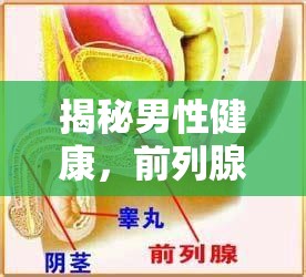 揭秘男性健康，前列腺液流出的原因