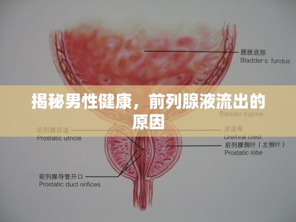 揭秘男性健康，前列腺液流出的原因