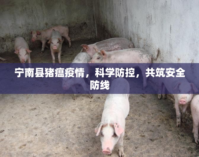 寧南縣豬瘟疫情，科學(xué)防控，共筑安全防線