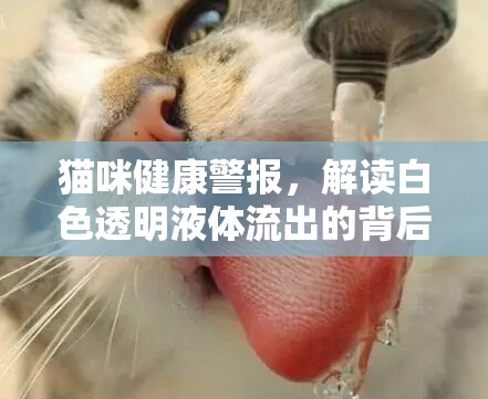 貓咪健康警報(bào)，解讀白色透明液體流出的背后秘密