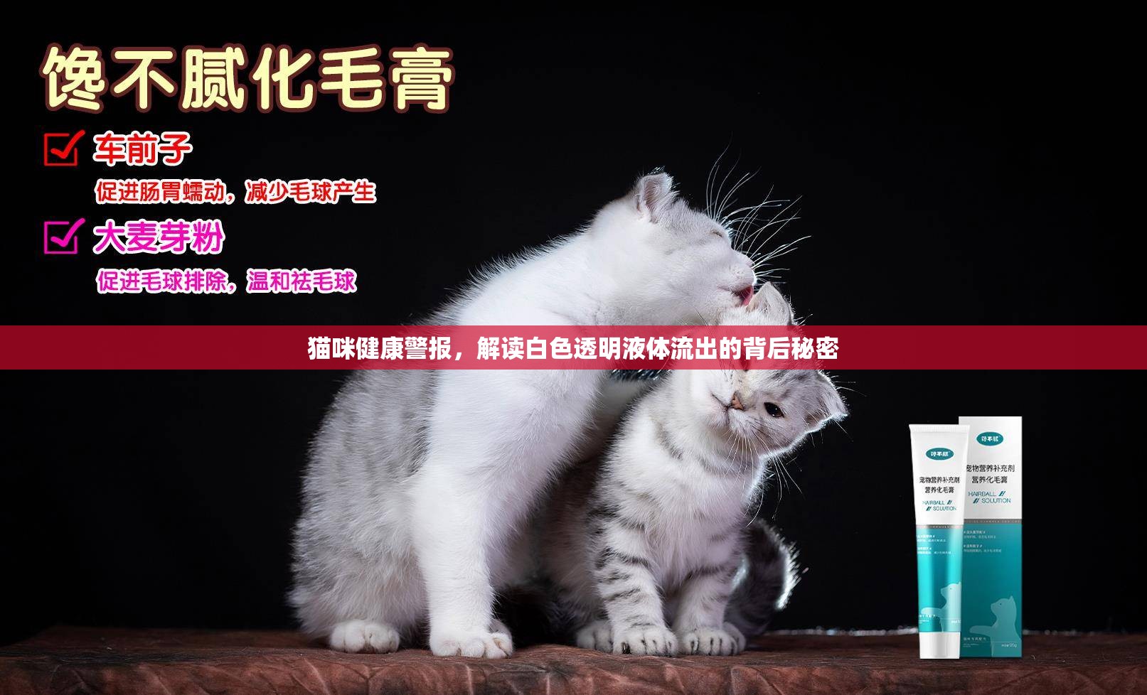 貓咪健康警報(bào)，解讀白色透明液體流出的背后秘密