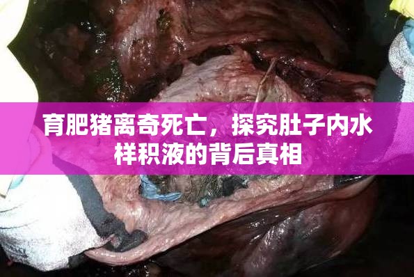 育肥豬離奇死亡，探究肚子內(nèi)水樣積液的背后真相