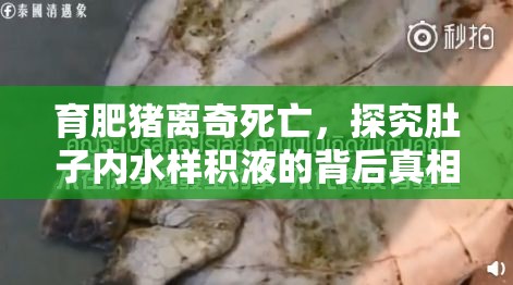 育肥豬離奇死亡，探究肚子內(nèi)水樣積液的背后真相