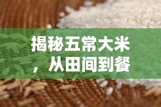 揭秘五常大米，從田間到餐桌的貴族之旅