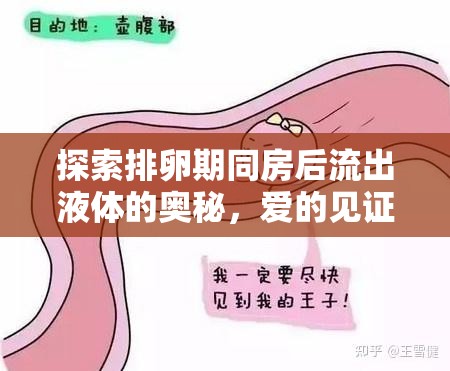 探索排卵期同房后流出液體的奧秘，愛的見證與健康指南