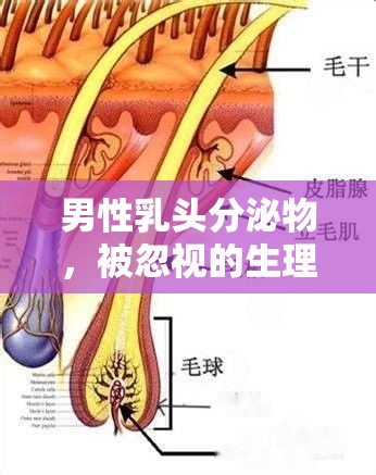 男性乳頭分泌物，被忽視的生理現(xiàn)象探索