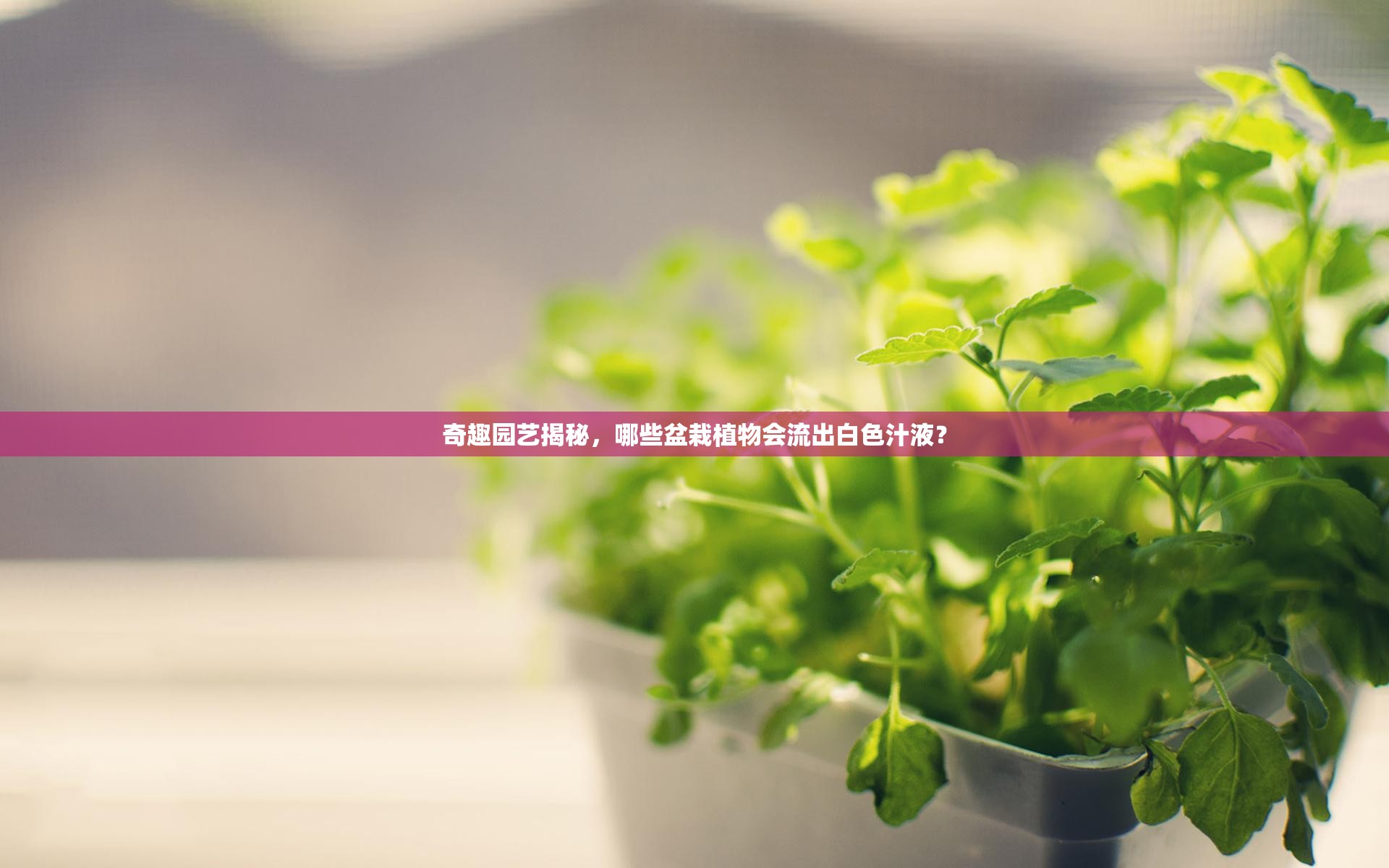 奇趣園藝揭秘，哪些盆栽植物會(huì)流出白色汁液？