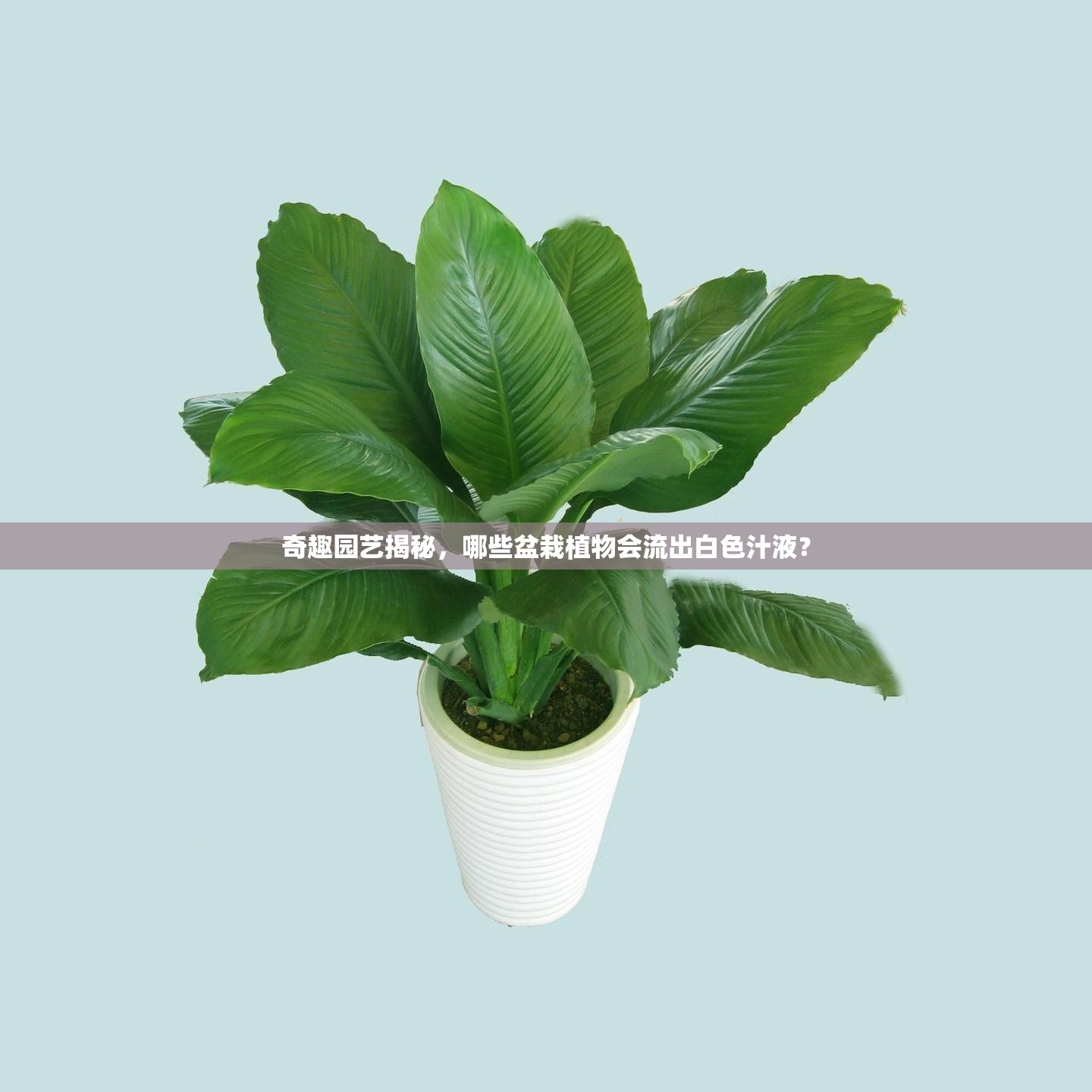 奇趣園藝揭秘，哪些盆栽植物會(huì)流出白色汁液？
