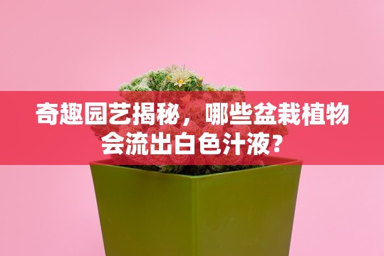 奇趣園藝揭秘，哪些盆栽植物會(huì)流出白色汁液？