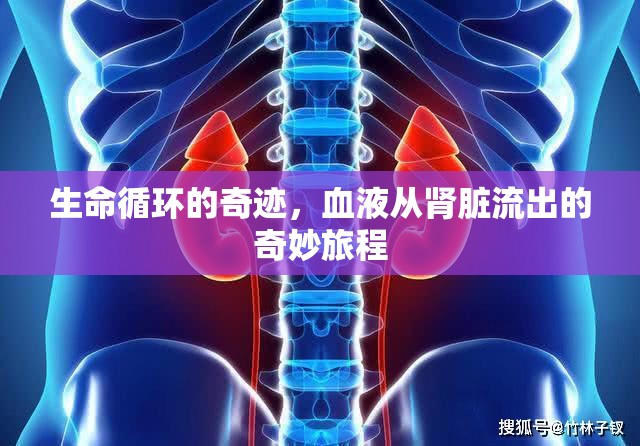 生命循環(huán)的奇跡，血液從腎臟流出的奇妙旅程