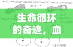 生命循環(huán)的奇跡，血液從腎臟流出的奇妙旅程