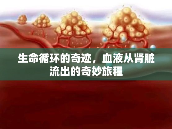 生命循環(huán)的奇跡，血液從腎臟流出的奇妙旅程