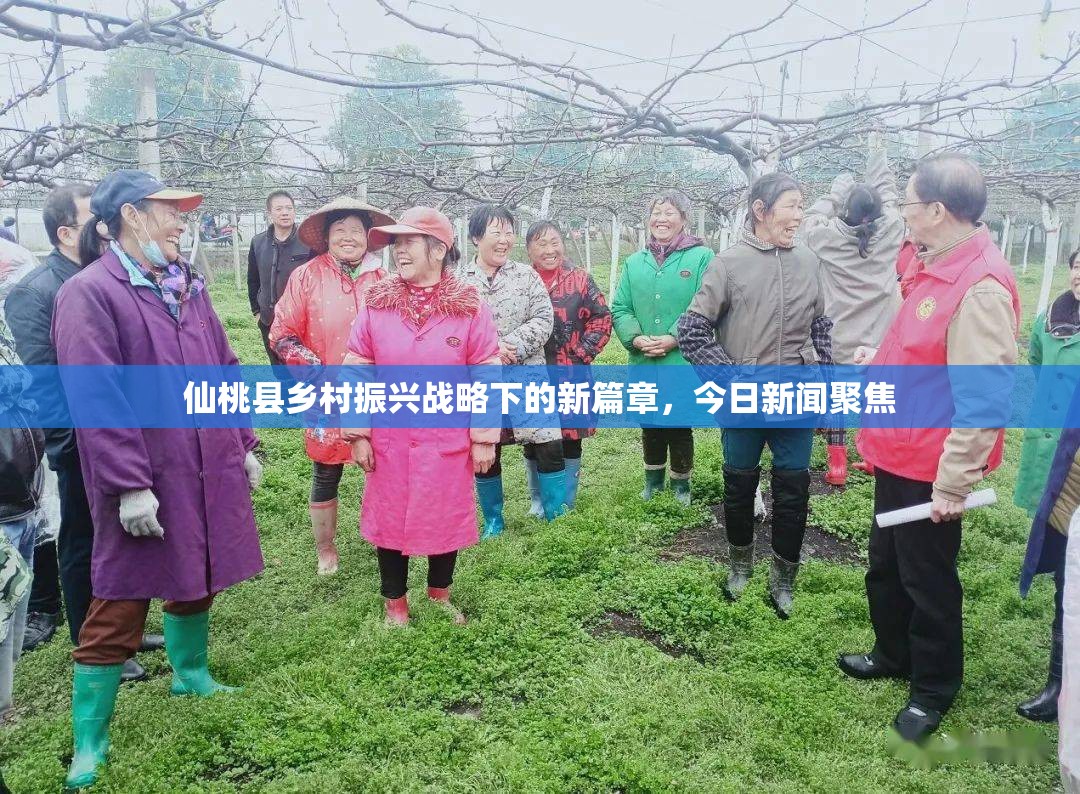 仙桃縣鄉(xiāng)村振興戰(zhàn)略下的新篇章，今日新聞聚焦