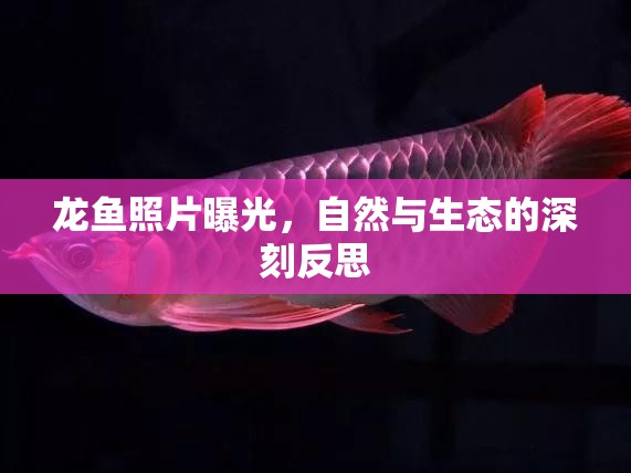 龍魚照片曝光，自然與生態(tài)的深刻反思