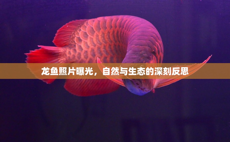 龍魚照片曝光，自然與生態(tài)的深刻反思