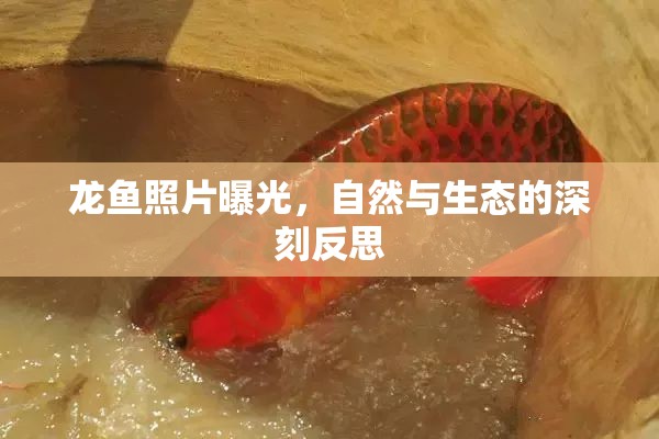 龍魚照片曝光，自然與生態(tài)的深刻反思
