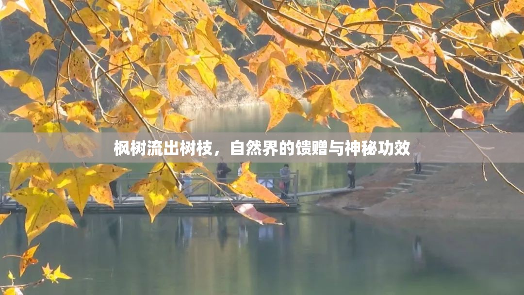 楓樹流出樹枝，自然界的饋贈(zèng)與神秘功效