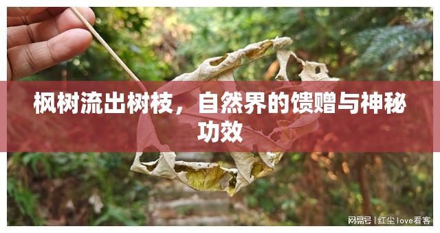 楓樹流出樹枝，自然界的饋贈(zèng)與神秘功效
