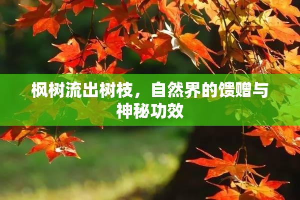楓樹流出樹枝，自然界的饋贈(zèng)與神秘功效