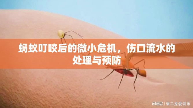 螞蟻叮咬后的微小危機(jī)，傷口流水的處理與預(yù)防