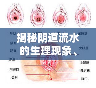 揭秘陰道流水的生理現(xiàn)象、原因及注意事項(xiàng)
