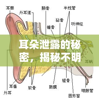 耳朵泄露的秘密，揭秘不明液體的真相