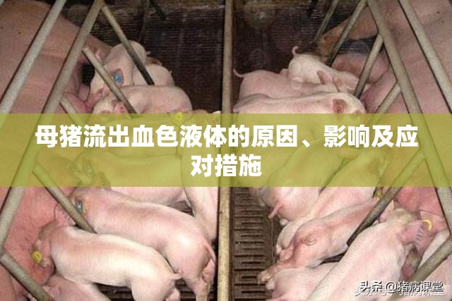 母豬流出血色液體的原因、影響及應(yīng)對(duì)措施