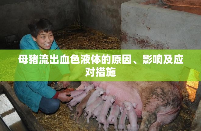 母豬流出血色液體的原因、影響及應(yīng)對(duì)措施