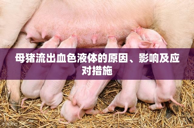 母豬流出血色液體的原因、影響及應(yīng)對(duì)措施