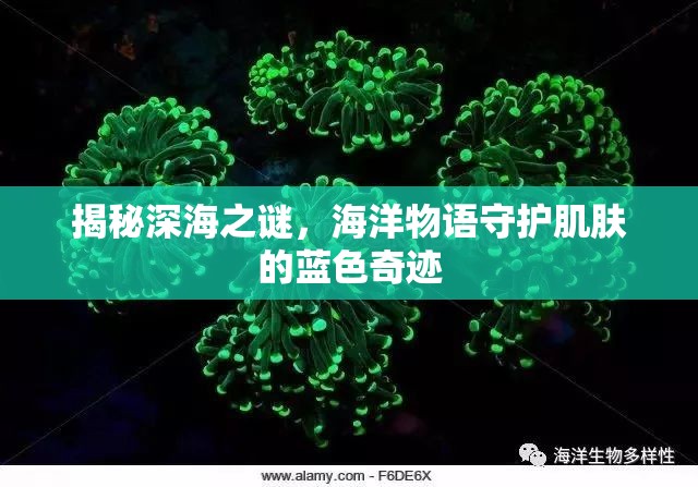 揭秘深海之謎，海洋物語(yǔ)守護(hù)肌膚的藍(lán)色奇跡