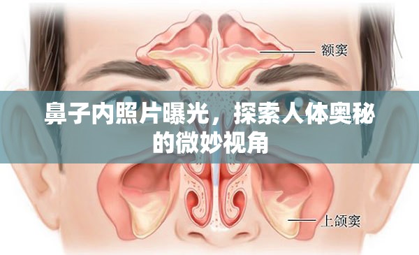 鼻子內(nèi)照片曝光，探索人體奧秘的微妙視角