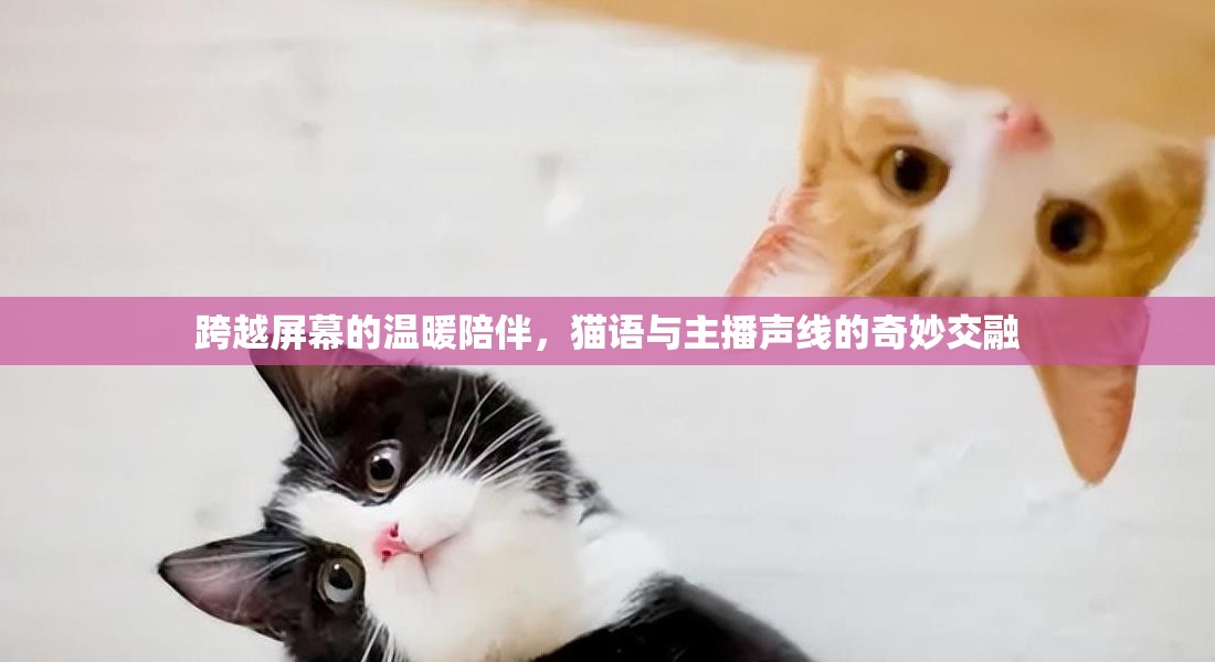 跨越屏幕的溫暖陪伴，貓語與主播聲線的奇妙交融