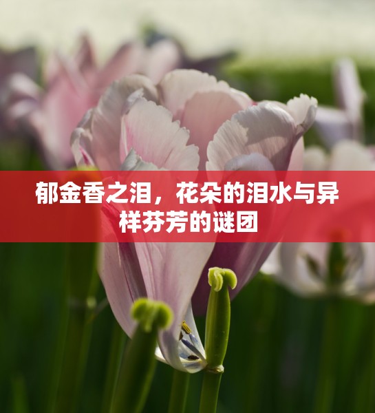 郁金香之淚，花朵的淚水與異樣芬芳的謎團(tuán)