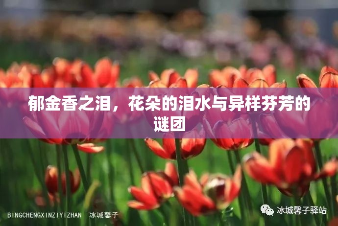 郁金香之淚，花朵的淚水與異樣芬芳的謎團(tuán)