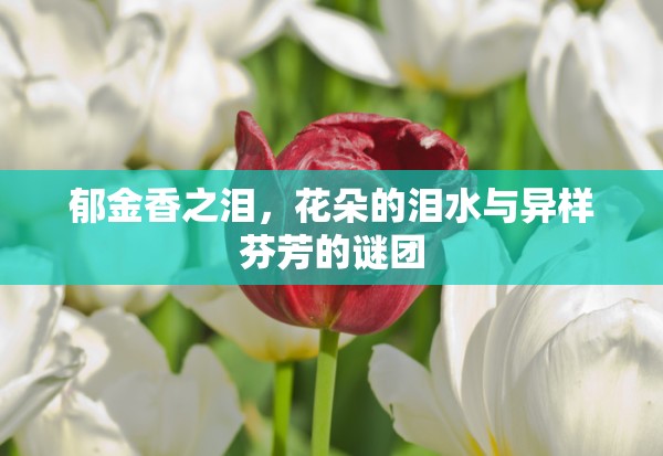 郁金香之淚，花朵的淚水與異樣芬芳的謎團(tuán)